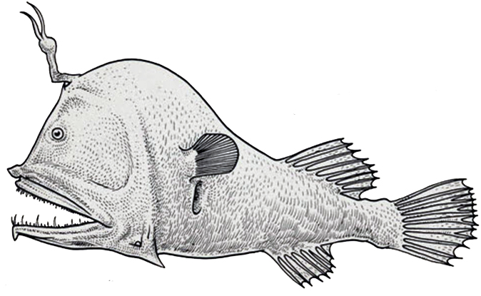 Lophodolos acanthognatus_001.jpg
